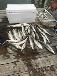 Sun, sea, & successful Trout fishing in Galveston